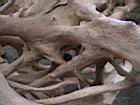 2001 08-05 - Sirena - Driftwood root detail 1 -  [024].jpg